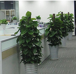 莱芜办公室绿植租赁，你需要考虑哪些方面